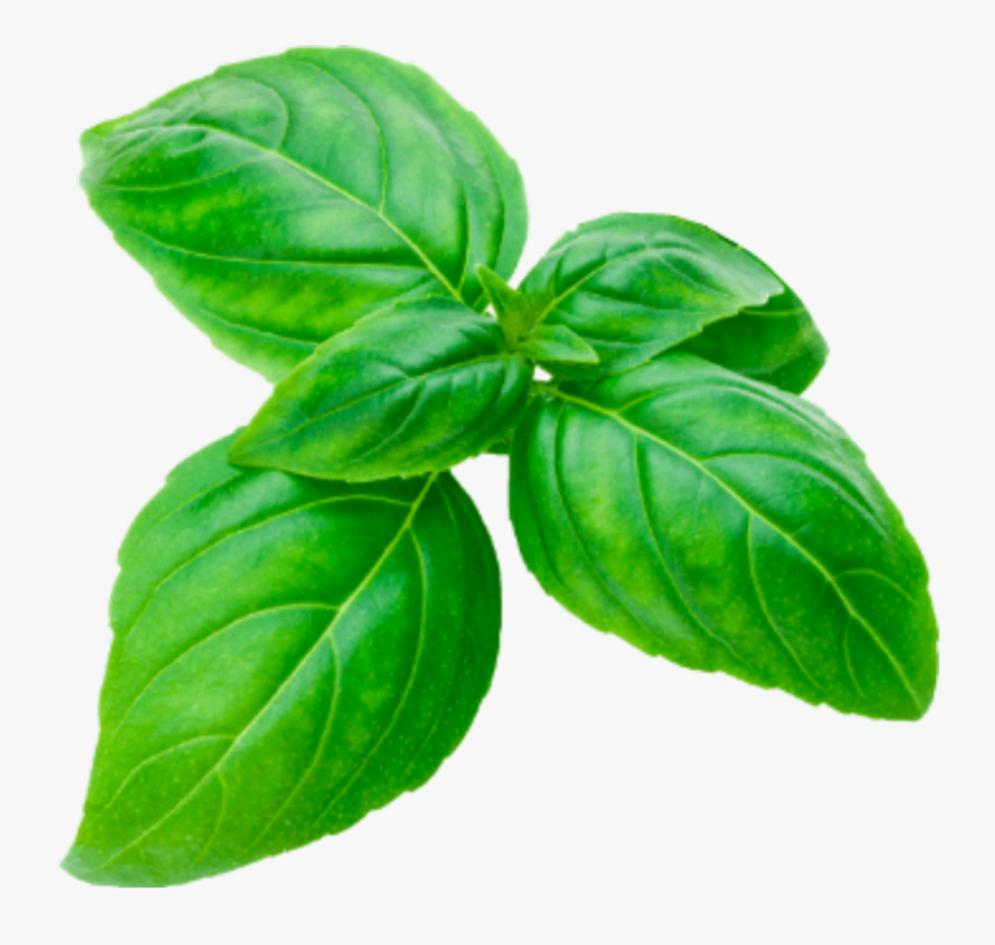 #basil #sprig #cutout #herbs #basilsprig #green #basilikum - Basil, Transparent Clipart