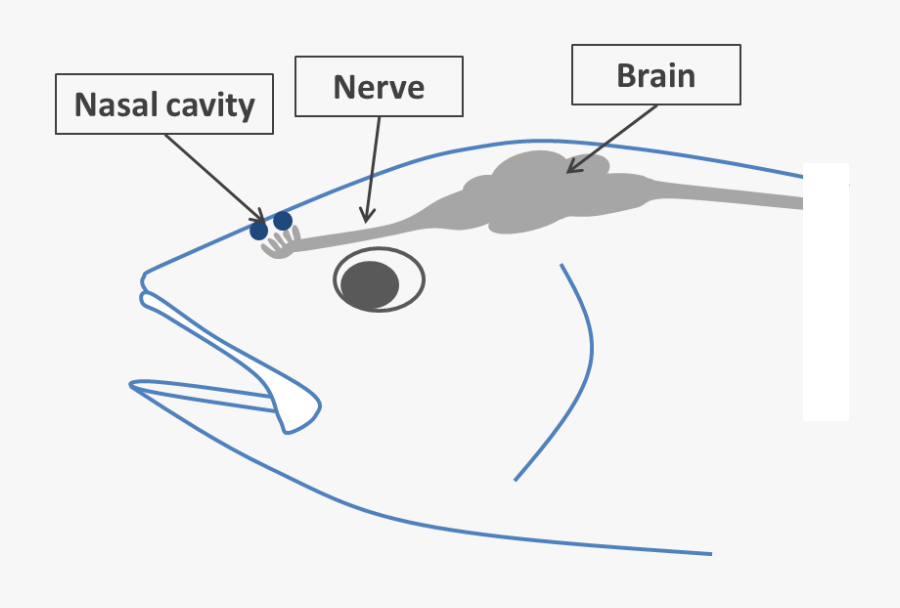 Nasal Cavity In A Fish, Transparent Clipart