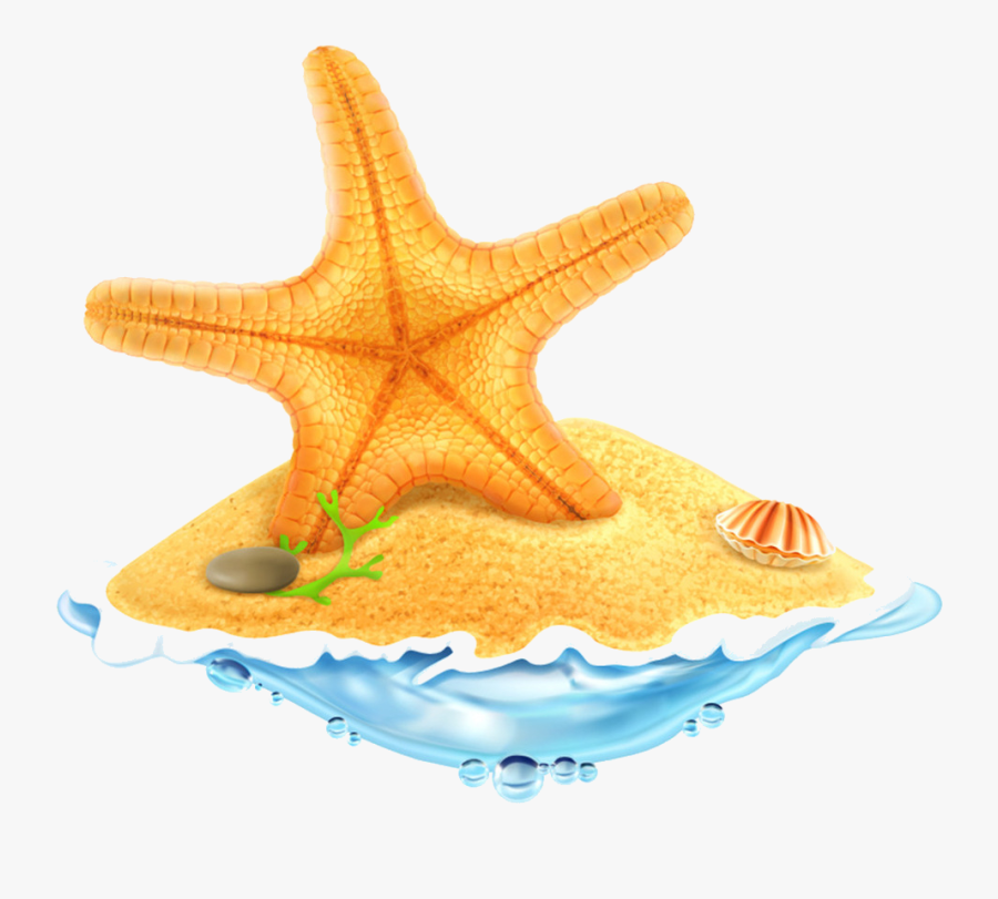 Starfish All Species Sea Stars Belong Stock Photo Royalty - Treasure Box On Island, Transparent Clipart