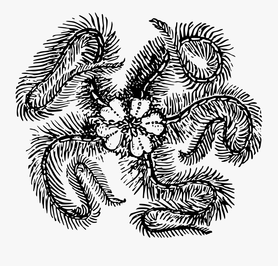Feather Starfish Clip Arts - Draw Feather Starfish, Transparent Clipart