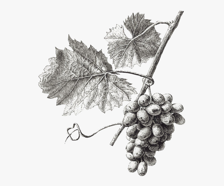 Grape Leaf Botanical Illustration, Transparent Clipart