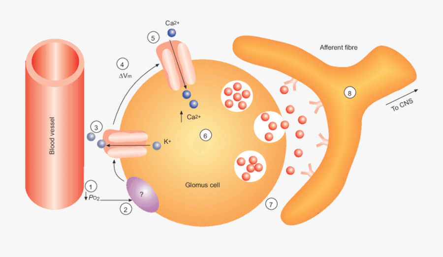 Membrane Model Of Glomus Cell Oxygen Sensing. The Steps - Structure Of Carotid Body, Transparent Clipart