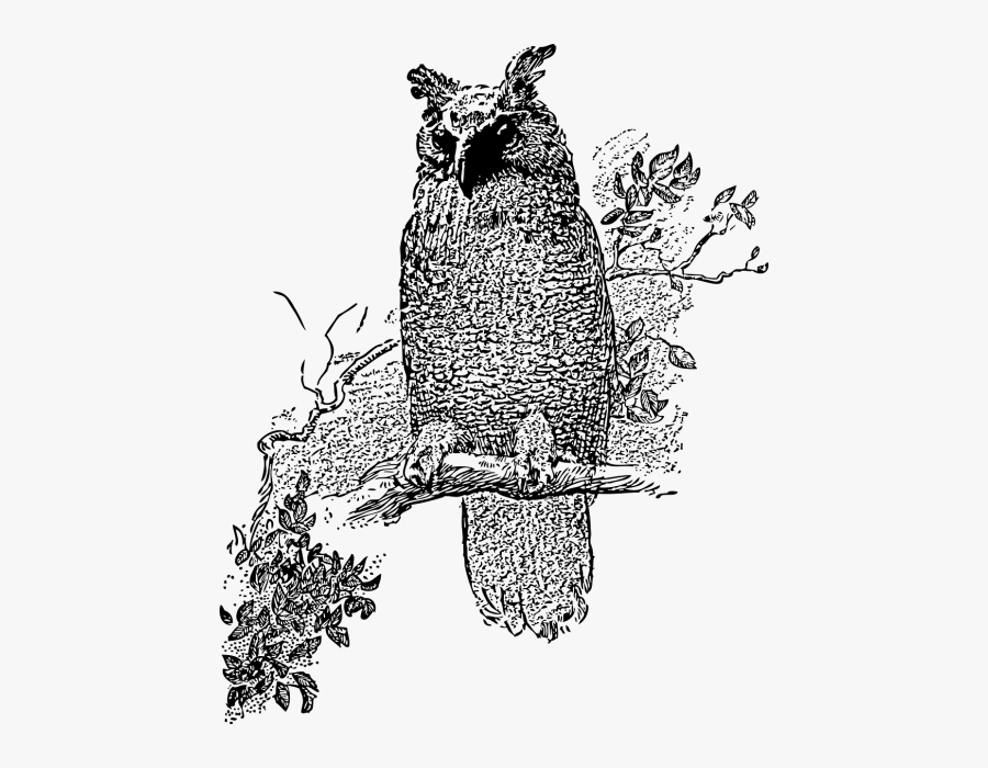 Owl Bird Perched - Clipart Transparent White Owl Owl Png, Transparent Clipart