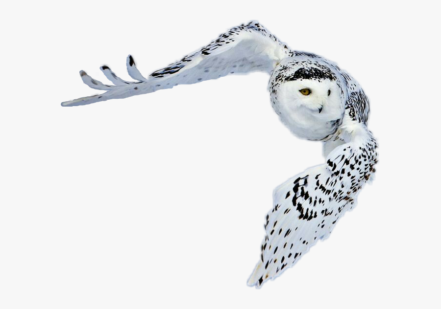 #snowy Owl In Flight
thomas, Oklahoma - Animals And Birds In Greenland, Transparent Clipart