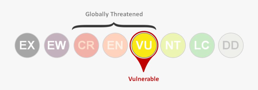 Circle, Transparent Clipart