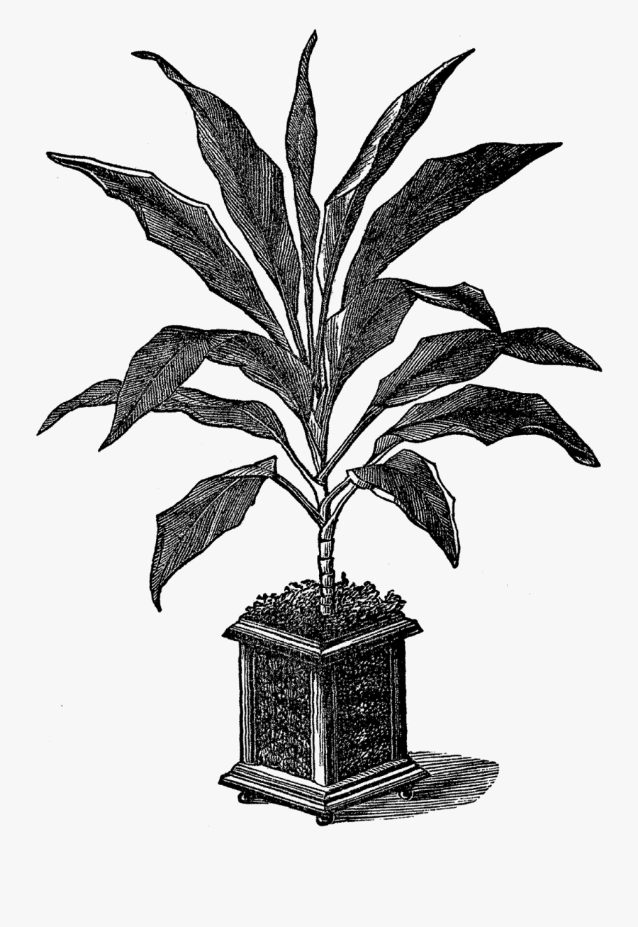 Pot Plant Illustration Black And White, Transparent Clipart