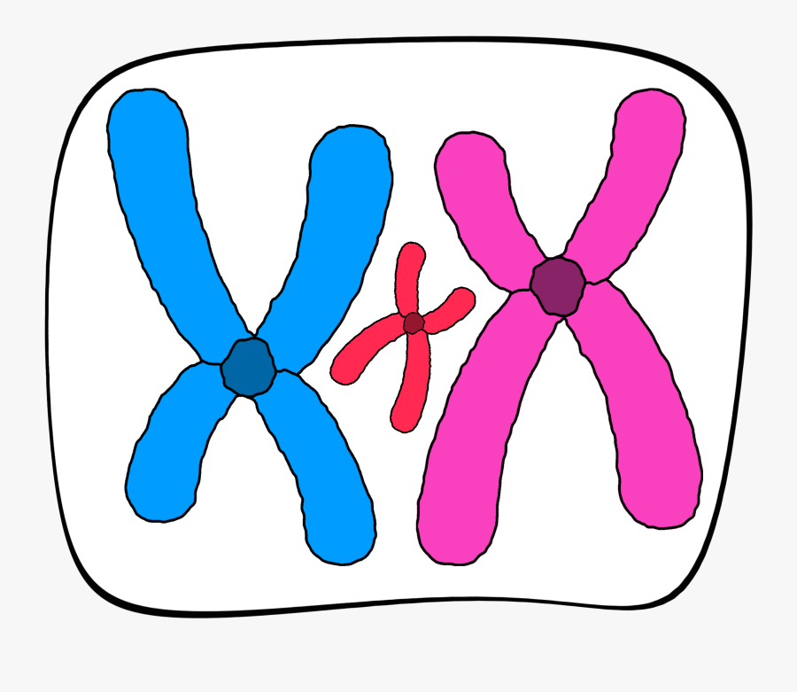 Small Supernumerary Marker Chromosome , Free Transparent Clipart - ClipartK...