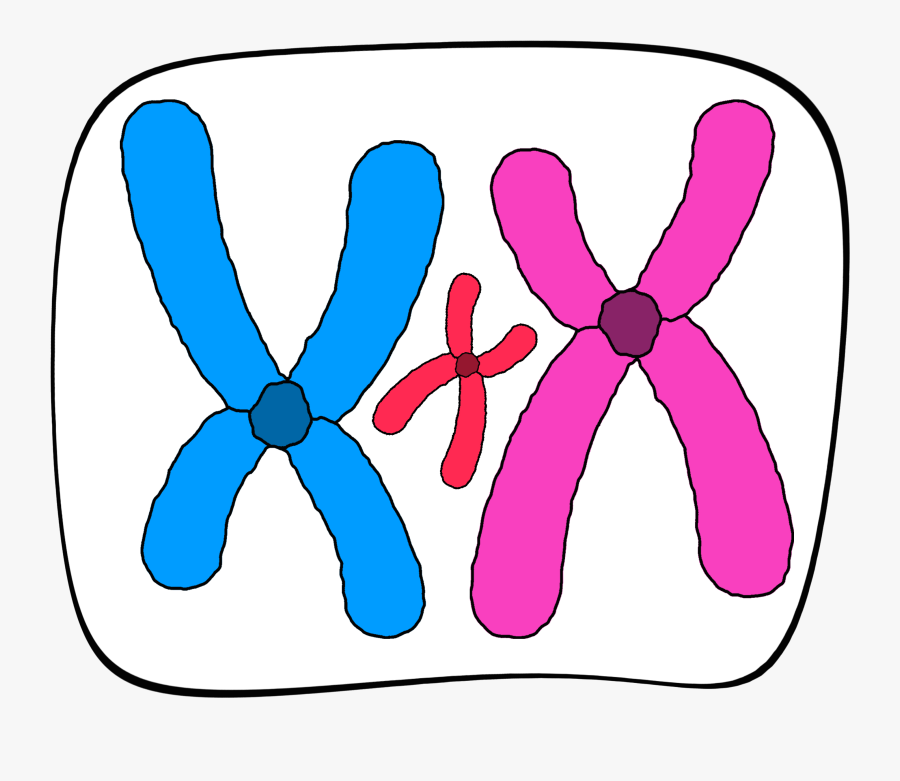 Small Supernumerary Marker Chromosome, Transparent Clipart