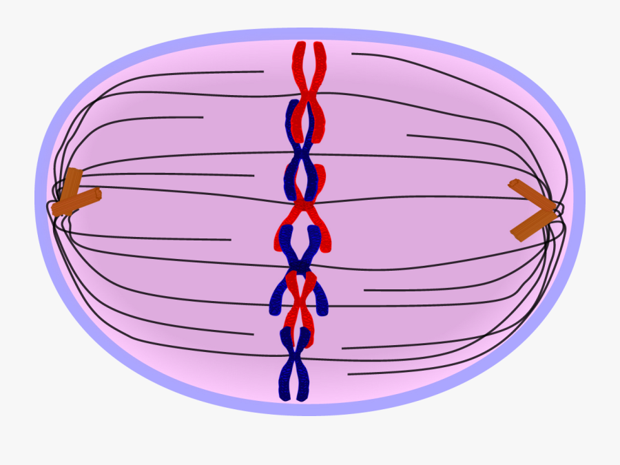 Metaphase Cell, Transparent Clipart