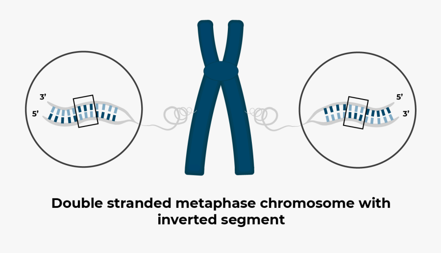 Chromosome With Inversion - Circle, Transparent Clipart