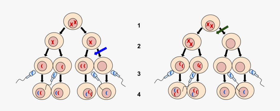 Nondisjunction Model, Transparent Clipart