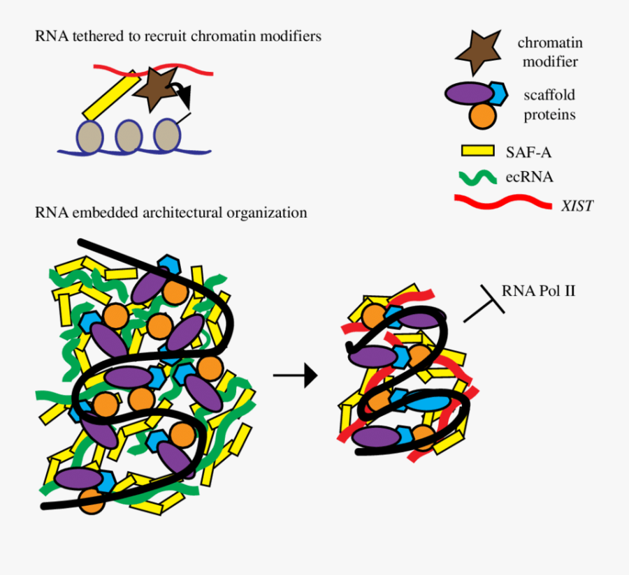 Distinct Models For Xist Rna Chromosomal Interactions, Transparent Clipart