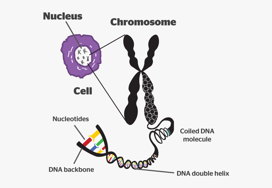 What Is A Chromosome B4fa Chromosomes In An Animal - Chromosome Meaning In Hindi, Transparent Clipart
