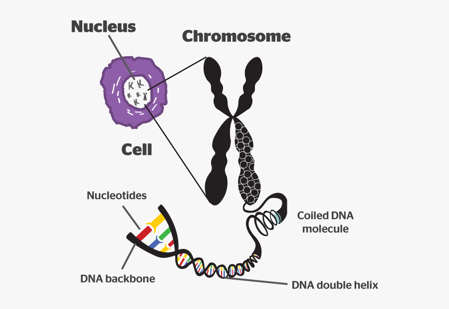 What Is A Chromosome B4fa Chromosomes In An Animal - Chromosome Meaning ...