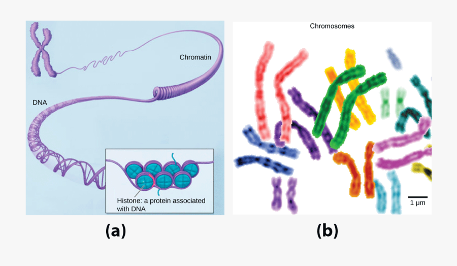 In This Illustration, Dna Tightly Coiled Into Two Thick - Human Gene, Transparent Clipart