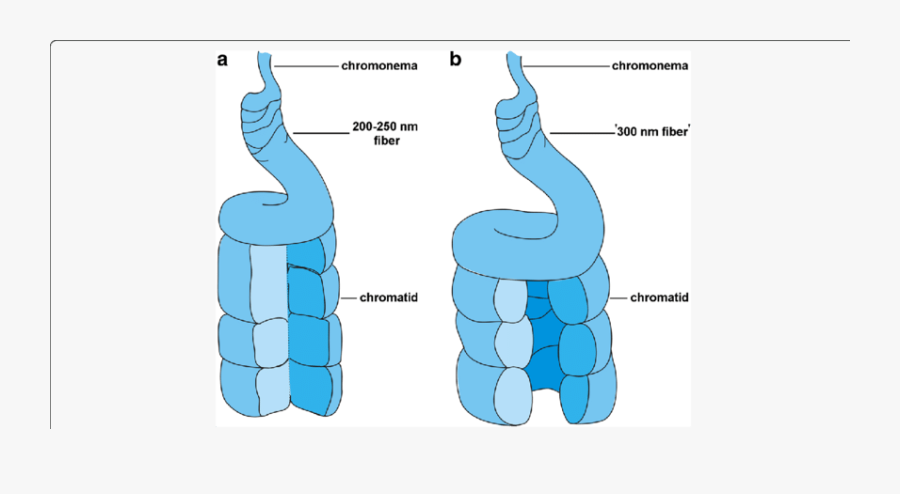 Models For Chromosome Condensation, Transparent Clipart