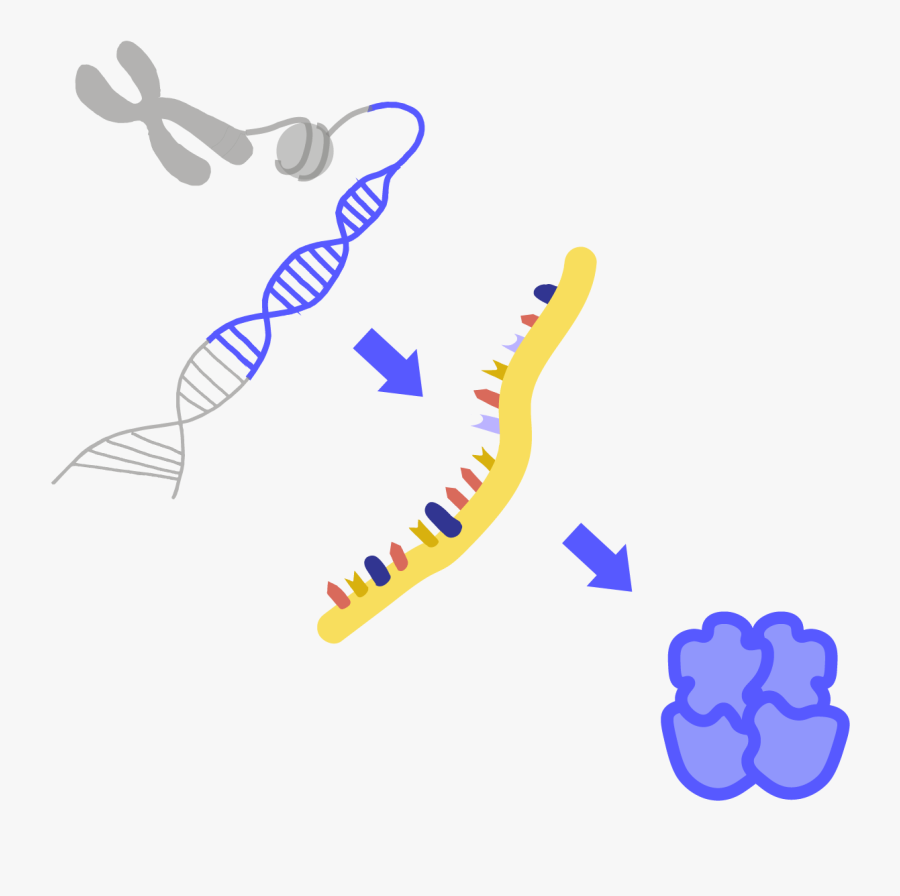 Image Of Gene Expression - Genes Clipart Transparent, Transparent Clipart
