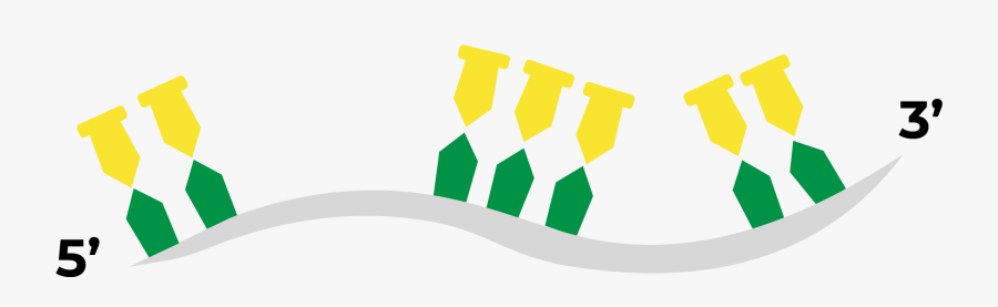 Bioinformatic Design Probes, Transparent Clipart