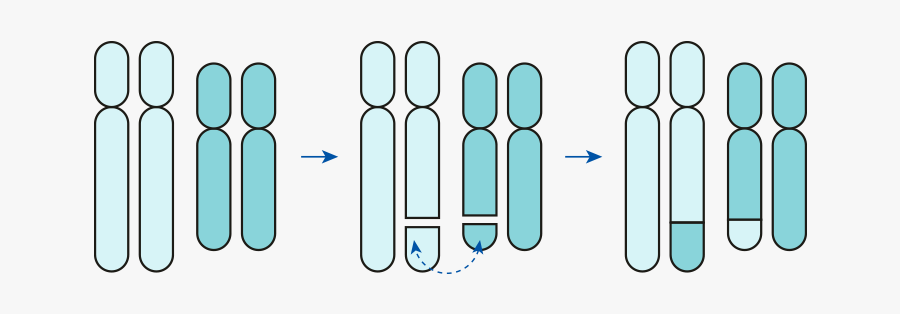 Reciprocal Translocations Preimplantation Genetic Testing, Transparent Clipart