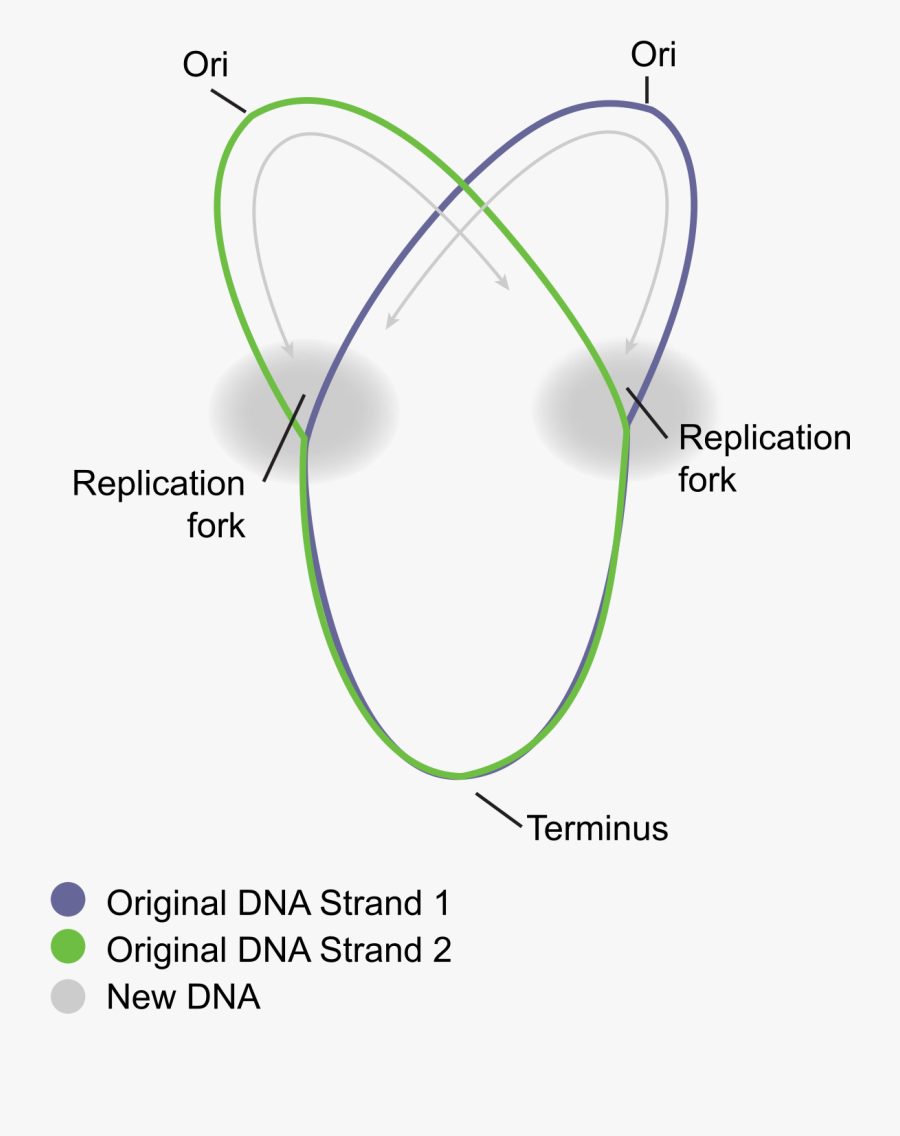 Circular Prokaryote Chromosome - Dna Replication In Prokaryotes Diagram, Transparent Clipart