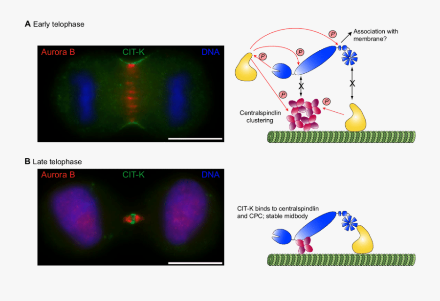 Model For Crossregulation Between Cit K And The Chromosomal - Citron Rho Interacting Serine Threonine Kinase, Transparent Clipart