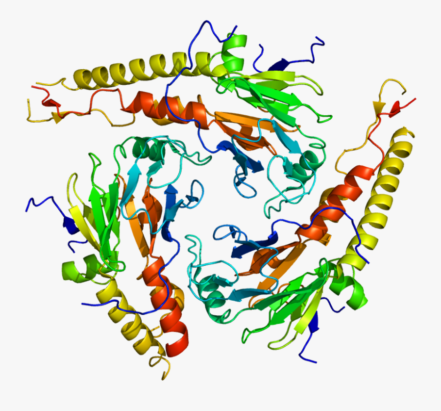 Protein Smad4 Pdb 1dd1 - Tumor Suppressor Genes Clipart, Transparent Clipart
