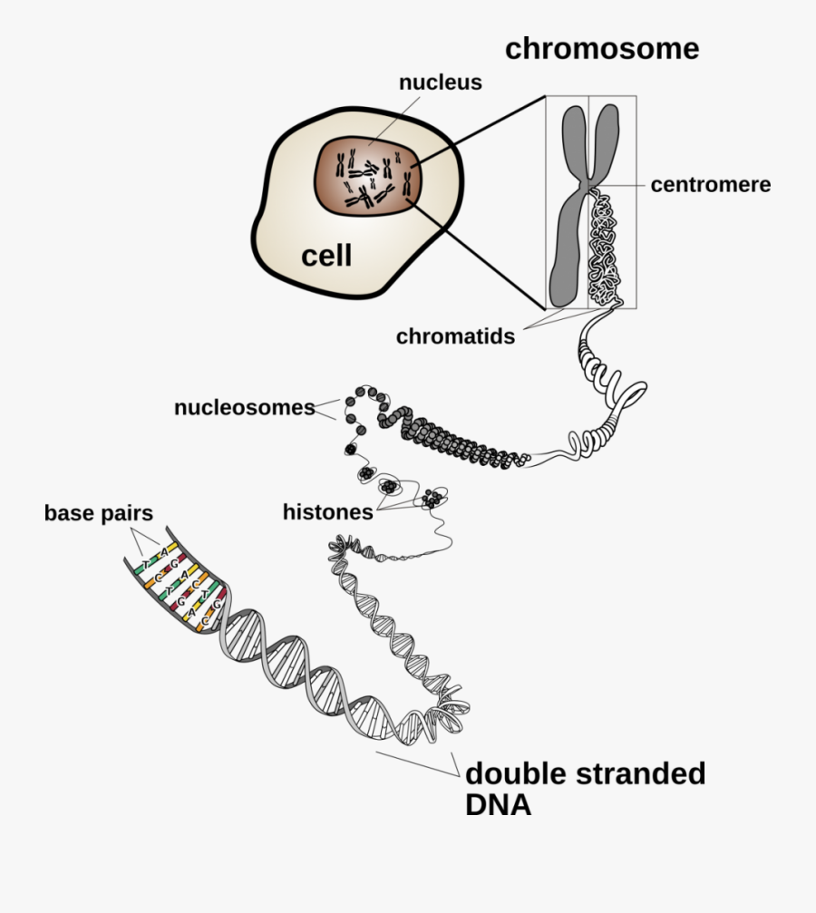 By Nih, User - Parts Of A Dna Cell, Transparent Clipart