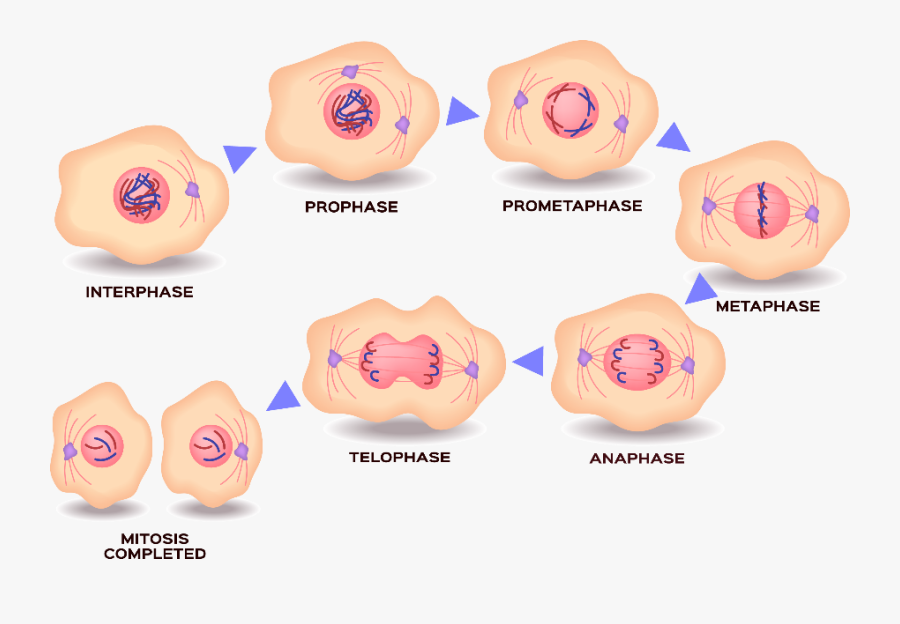 Desenho Das Fases Da Mitose, Transparent Clipart
