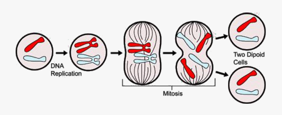 Mitosis Science, Transparent Clipart