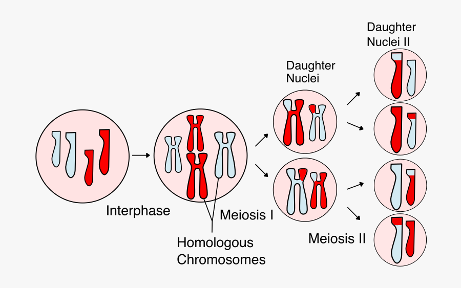 Meiosis Mitosis, Transparent Clipart