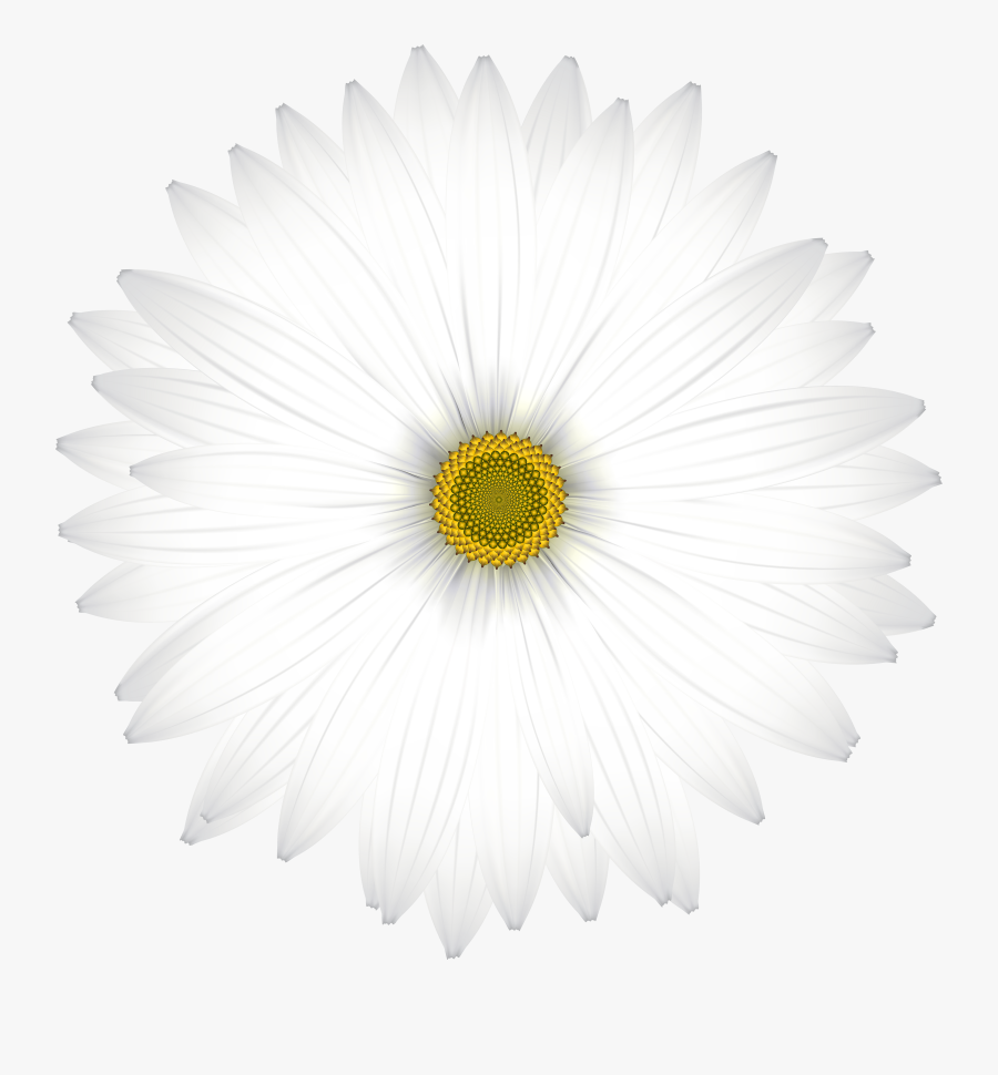 Delicate White Daisy Transparent Png Clip Art Image - Scottish Green Party, Transparent Clipart