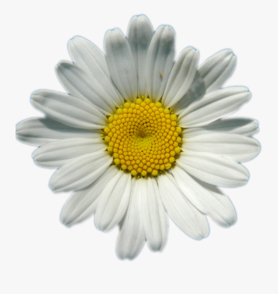 Clip Art Daisies Background - Transparent Background Daisy Png, Transparent Clipart