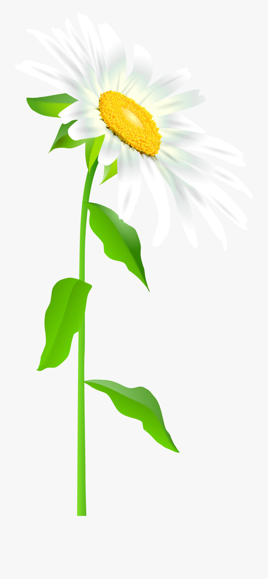 Daisy Clipart Long Stem Flower - Full Picture Of A Daisy, Transparent Clipart