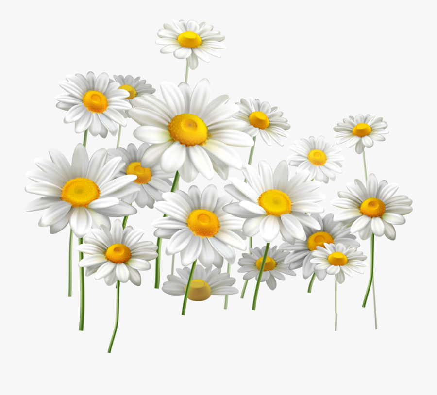 Flores Png, Transparent Clipart
