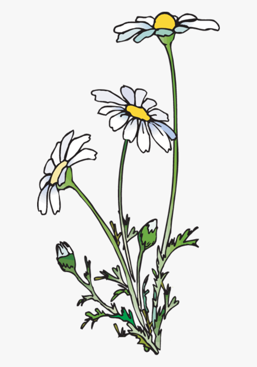 Daisies Png , Png Download - Clip Art , Free Transparent Clipart