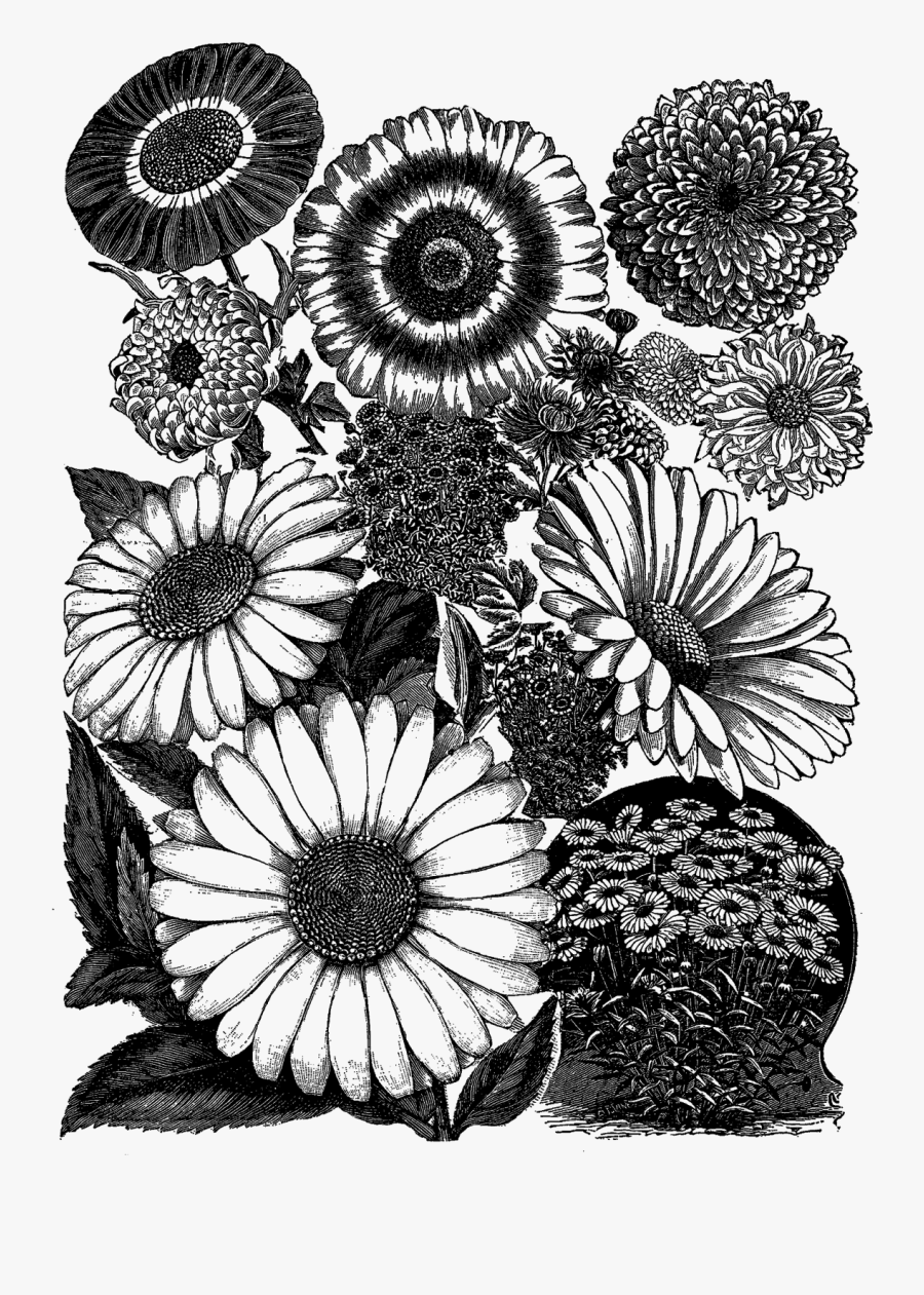 African Daisy, Transparent Clipart