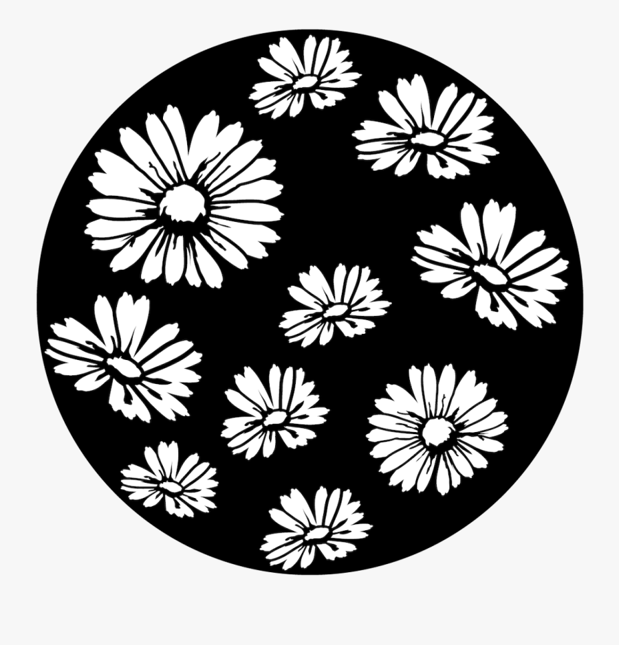 Apollo Scattered Daisies - African Daisy, Transparent Clipart