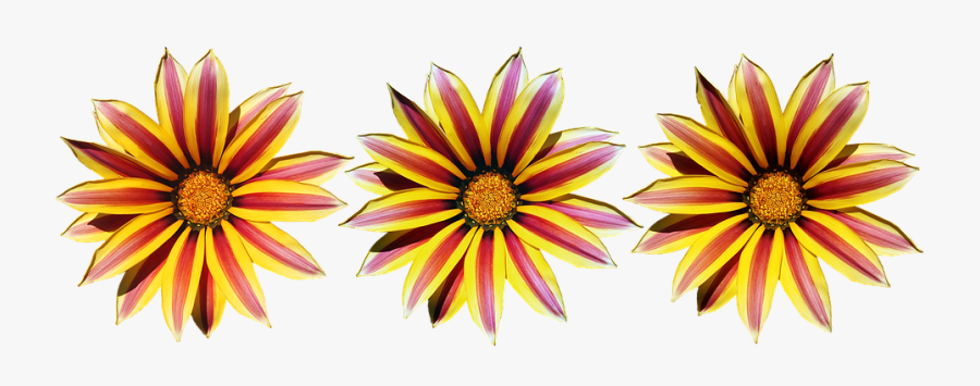 Flowers, Yellow, Striped, Sun Daisies, Garden, Cut - Gazania, Transparent Clipart