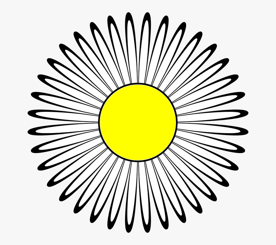 Daisy, Flower, Ornament, Daisies, Nature, The Petals - La Paloma, Rocha, Transparent Clipart