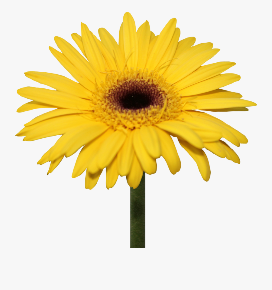 Transparent Daisy Clipart - Yellow Gerbera Daisy Png, Transparent Clipart