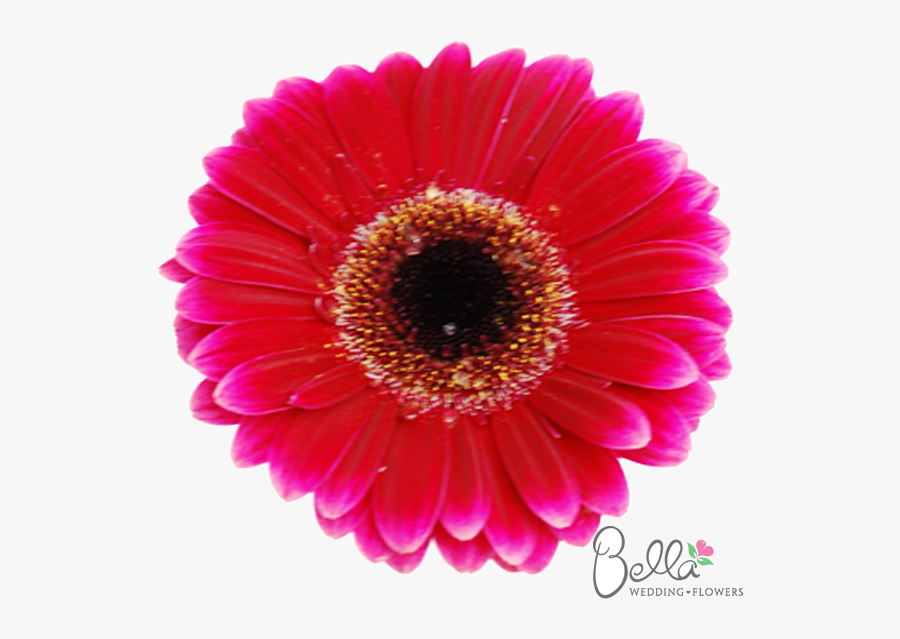 Clip Art Pictures Of Gerbera Daisy Flowers - Wedding, Transparent Clipart
