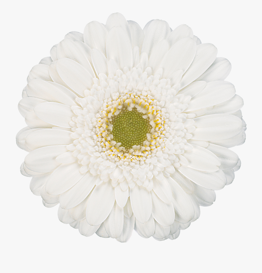 White Gerber Daisy Png, Transparent Clipart