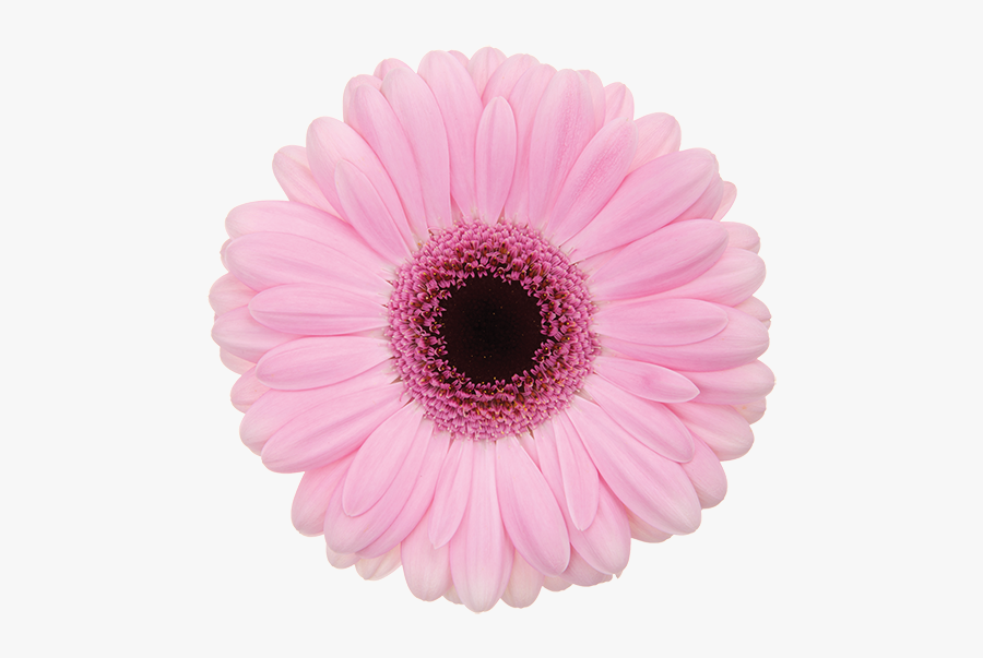 Gerbera Clipart Transparent - Transparent Pink Daisy Flower, Transparent Clipart