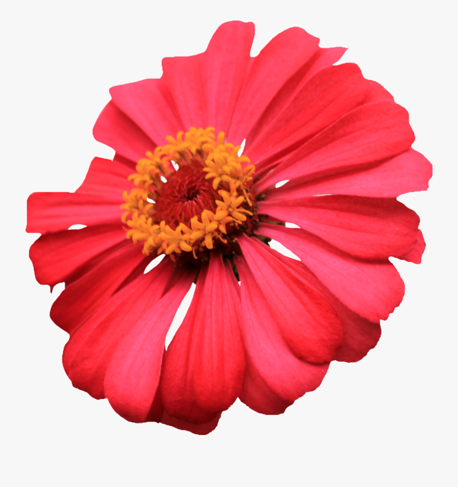 Single Flower Images Png, Transparent Clipart