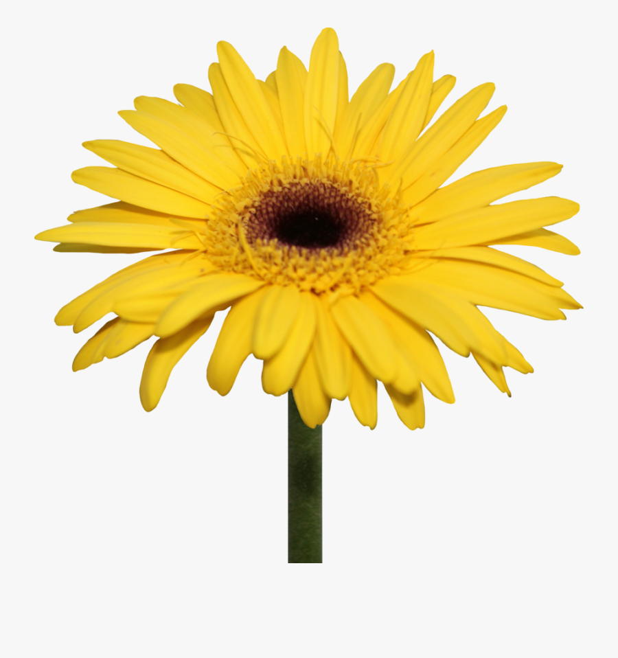 Yellow Gerbera Daisy Png, Transparent Clipart