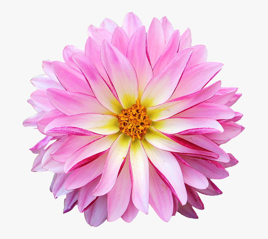 Dahlia Flower Clipart Png, Transparent Clipart