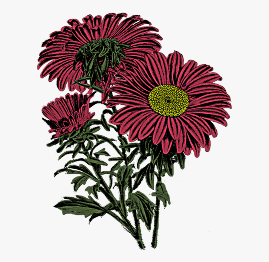 Barberton Daisy, Transparent Clipart