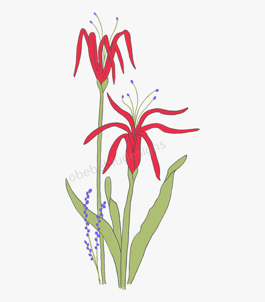 Sketch Red - Fire Lily, Transparent Clipart