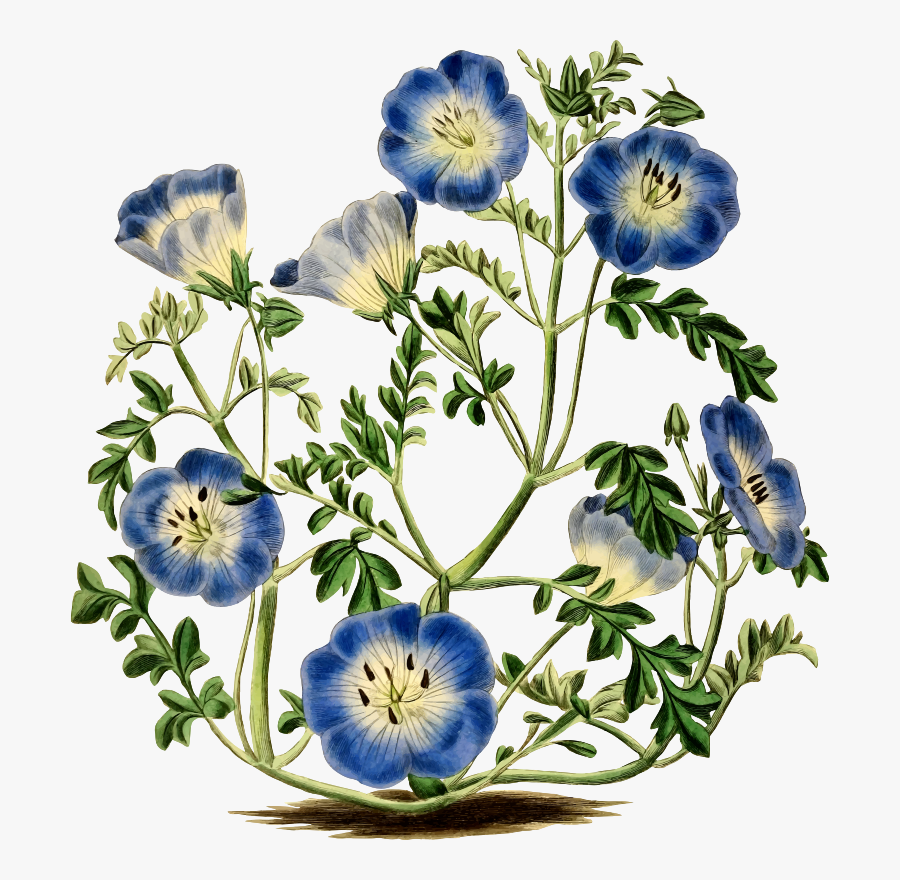 Transparent Vintage Botanical Clipart - Png Floral Vintage Pixabay, Transparent Clipart