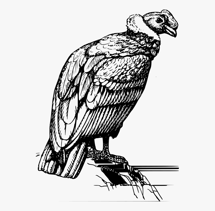Condor - Condor De Los Andes Dibujo, Transparent Clipart